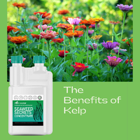 The Benefits of Kelp For Your Garden