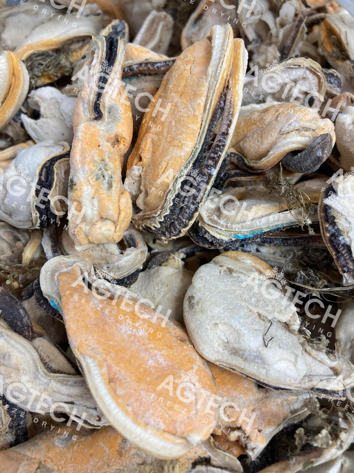 Freeze Dried, Greenlipped Mussels (Whole) 100 Australian