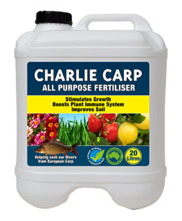 Image result for charlie carp