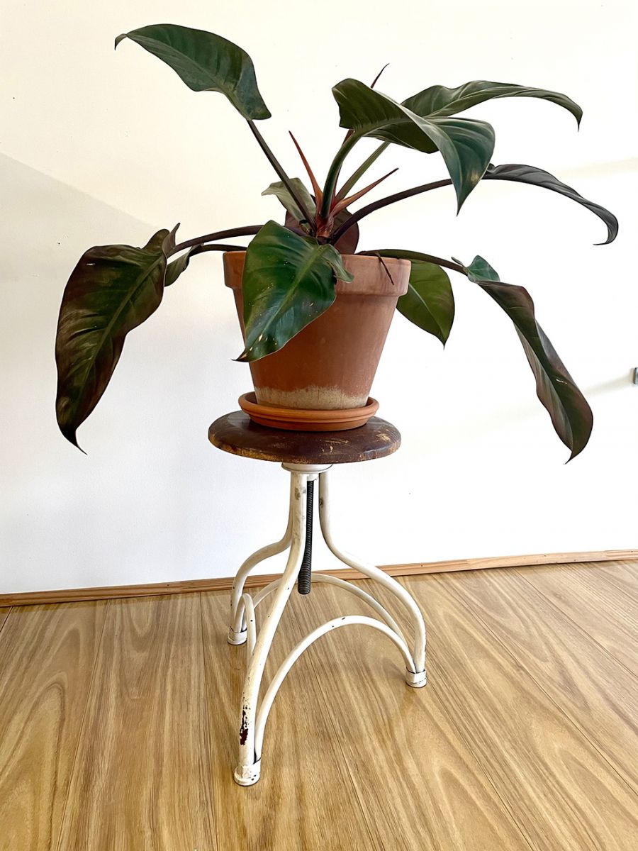 Gallery Healthy Indoor Office Plants