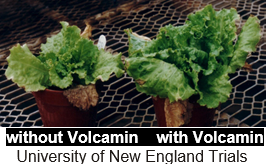 Lettuce trials with and without Zeolite - University of New England