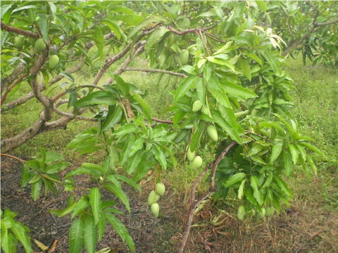 Malaysian Mangoes using Zeolite 2