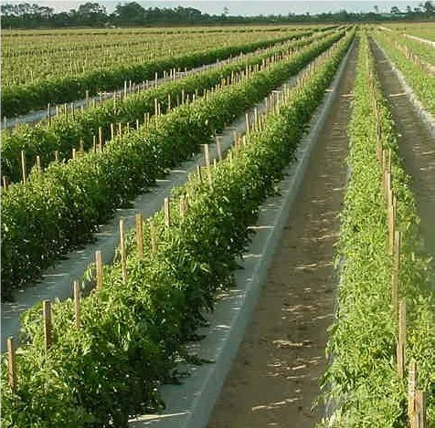 Trellis Tomato Crop with Zeolite - Institute of Sustainable Irrigated Agriculture Tatura Victoria