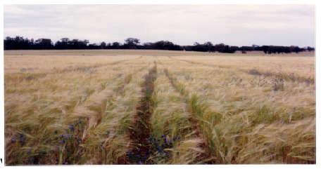 Volcamin Zeolite on Clipper malting barley trial - Australian Agricultural Technology Barooga NSW