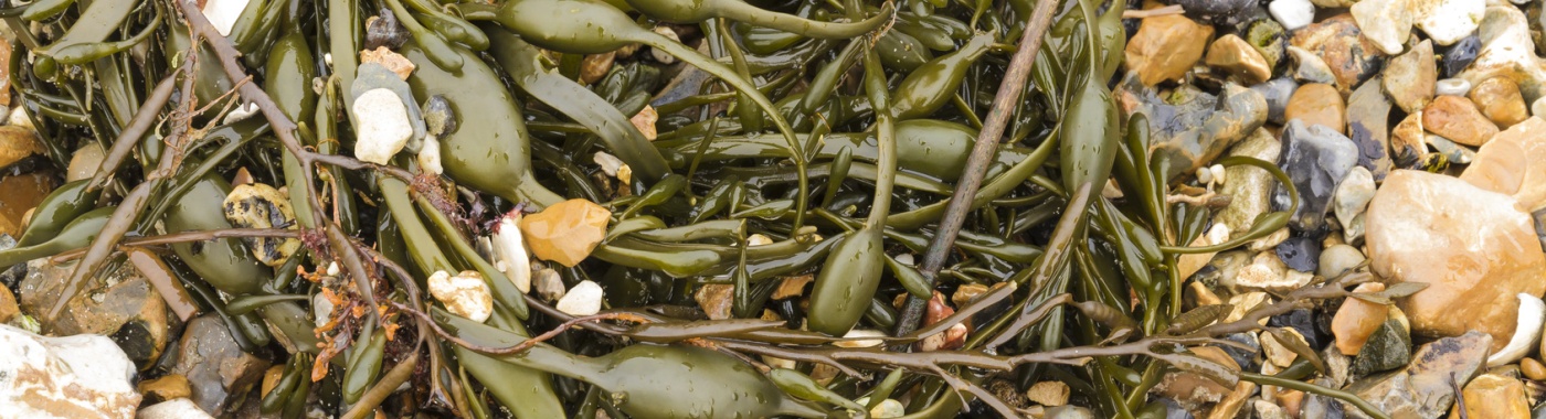 Seaweed Secrets