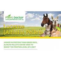 Plant Doctor High protein (>22%) Lucerne (Alfalfa) Pellets