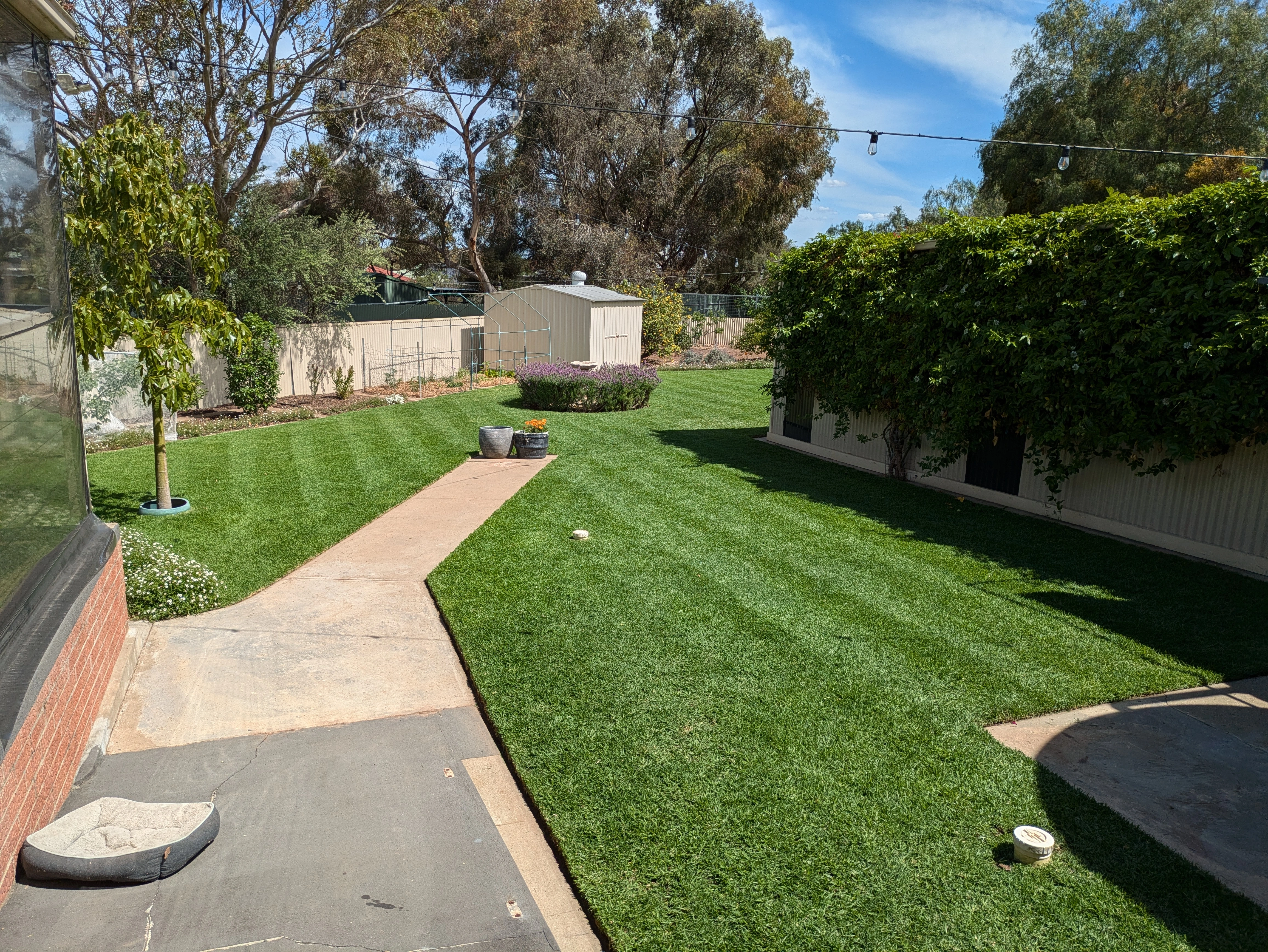 Benjamin's Kikuyu Lawn Care Routine