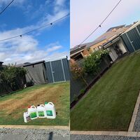 Success after lawn scalping