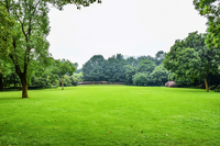 Case study: A beginner’s guide to a more meaningful relationship with your lawn this summer 