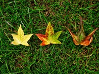 Dishing the dirt on winter lawn and garden maintenance