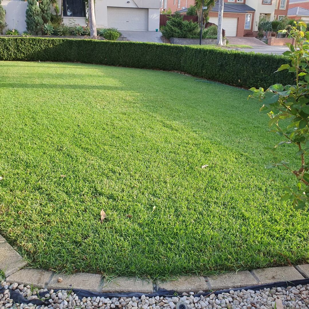 @wickedlawns.au's wicked lawn results! 