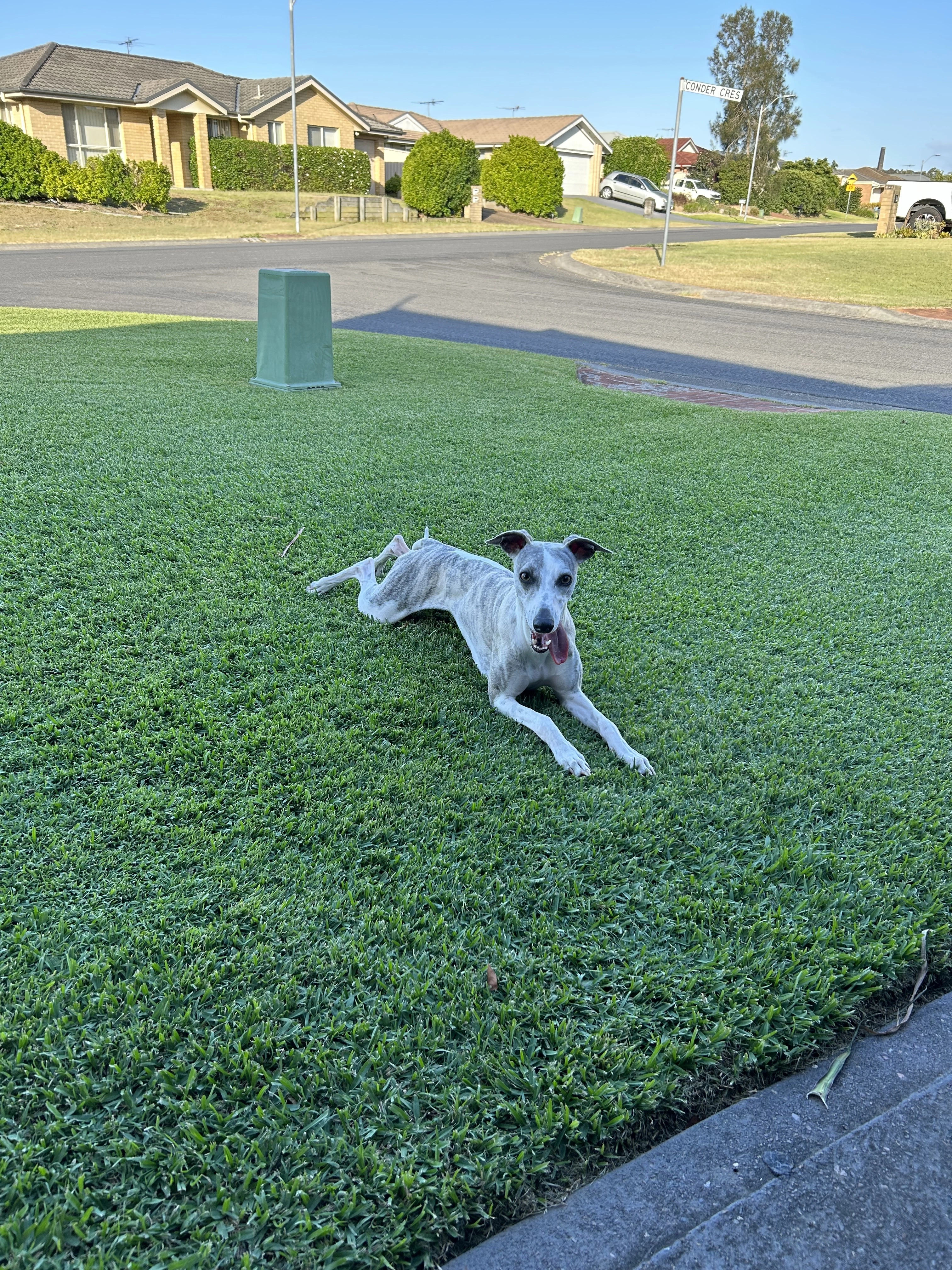 Albert's Fortnightly Lawn Care Routine