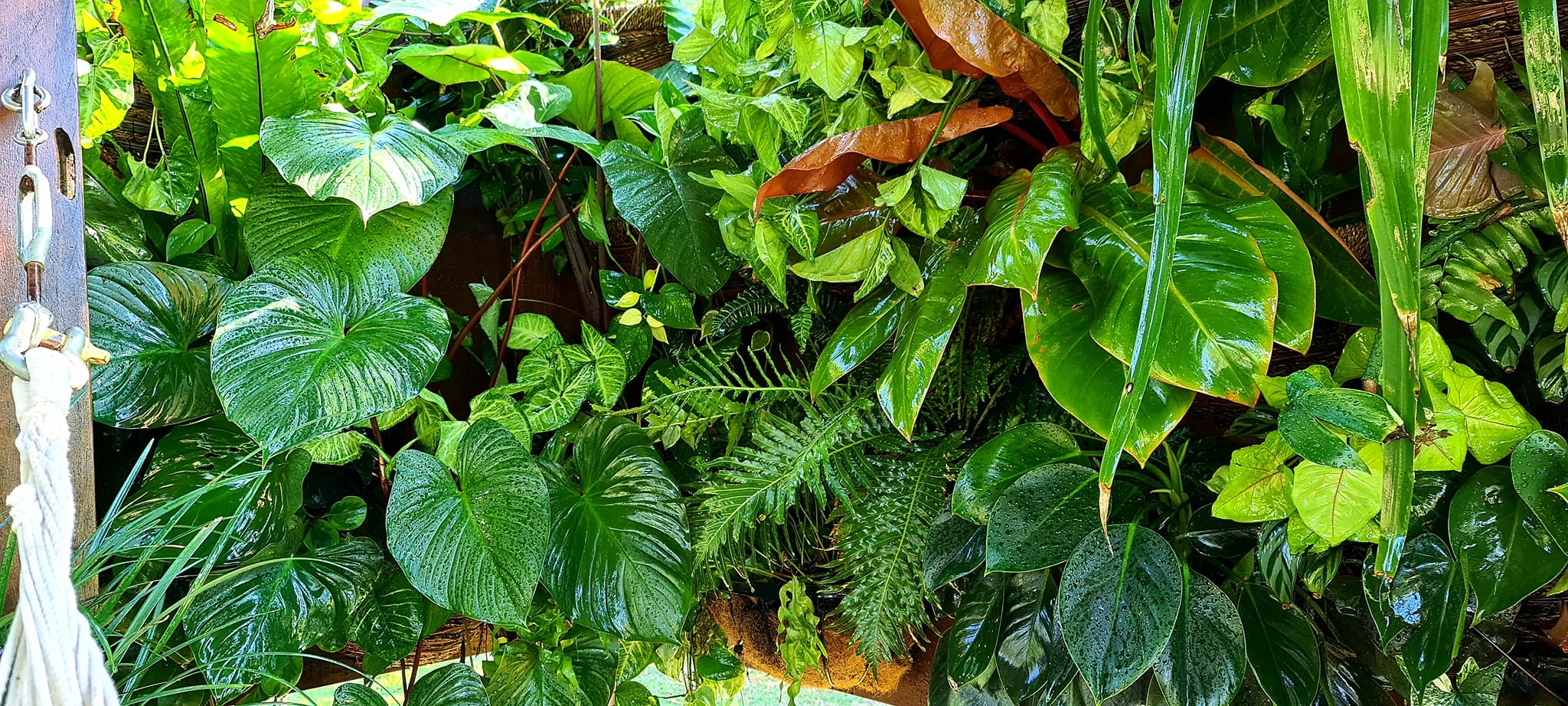 Keeping your cool in the garden - gardening tips for the cooler months