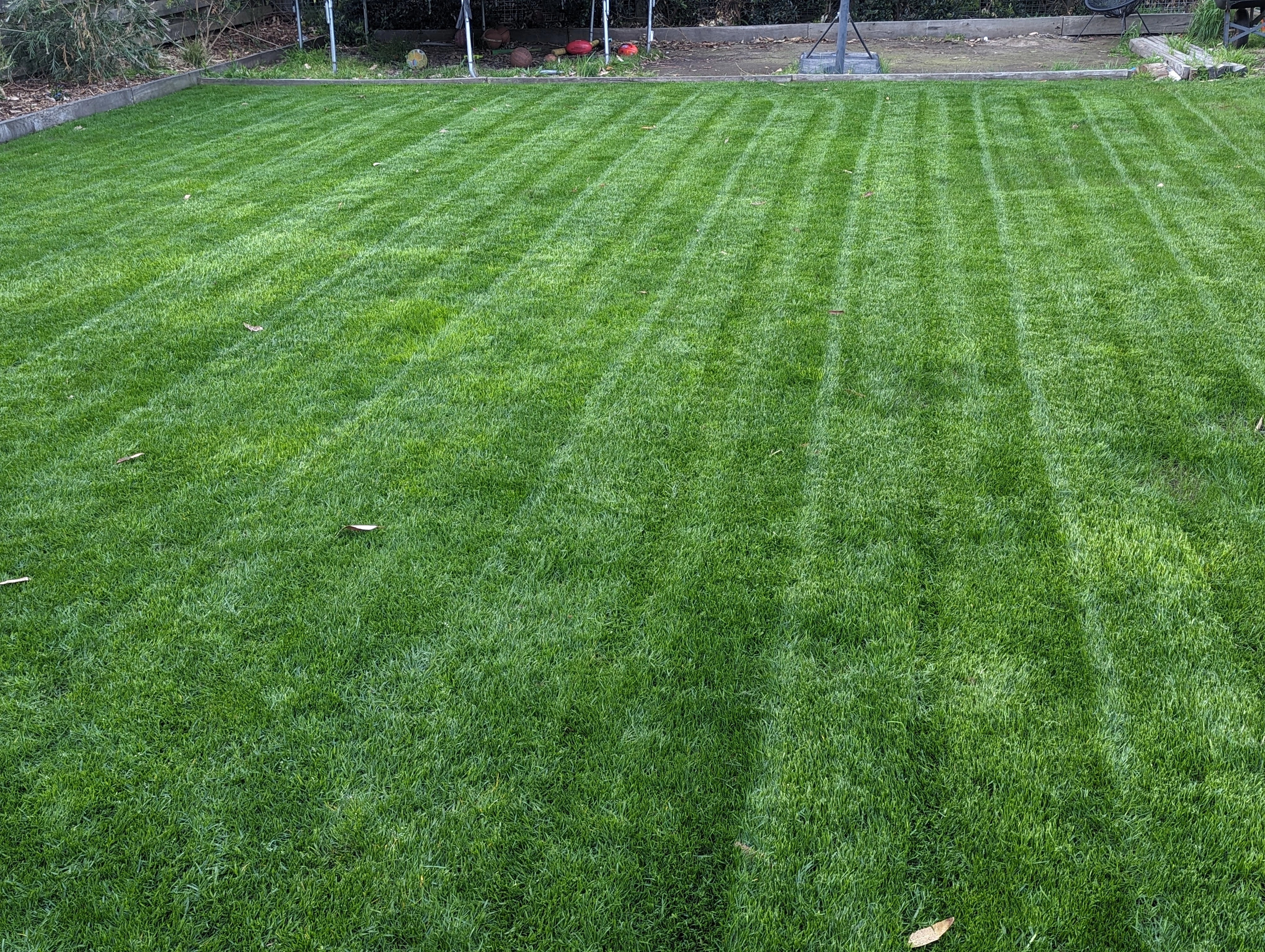 Jono's Kikuyu Overseeding Transformation