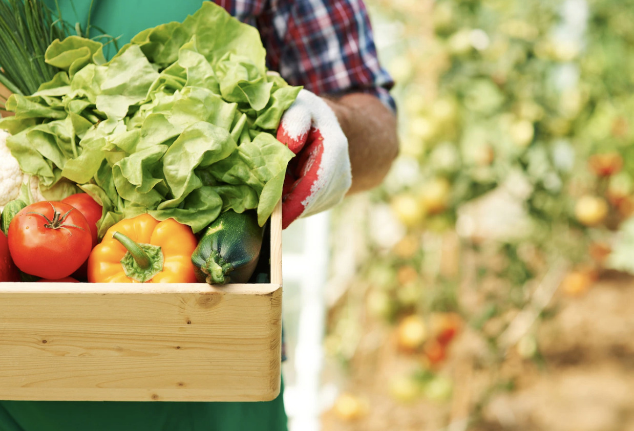 Top tips for vegetable gardening in the winter 