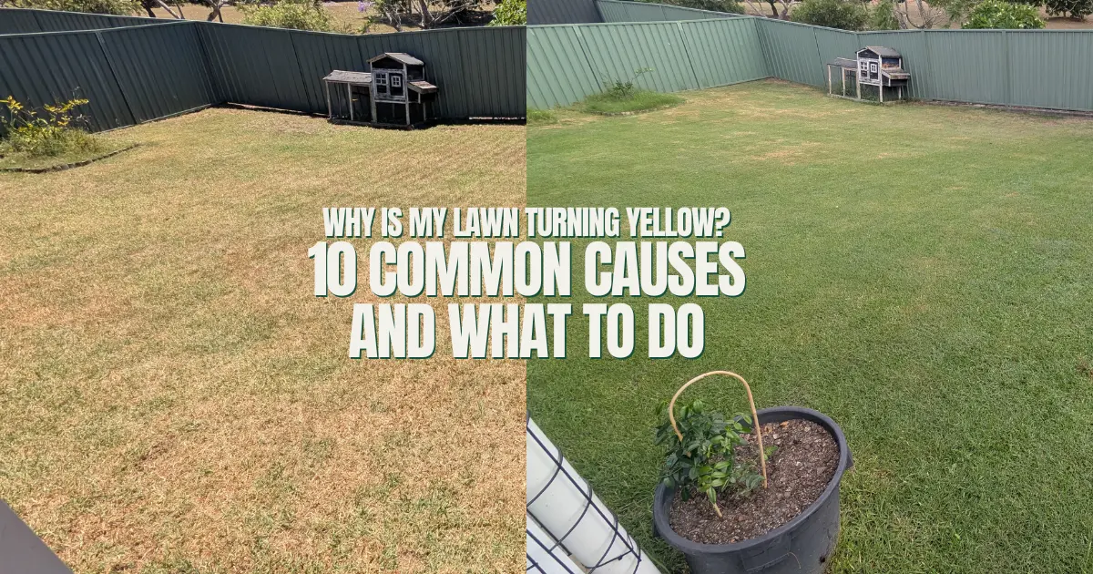 Why is my lawn turning yellow? 10 common causes and what to do