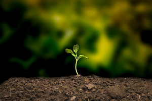 Silica to the rescue! 