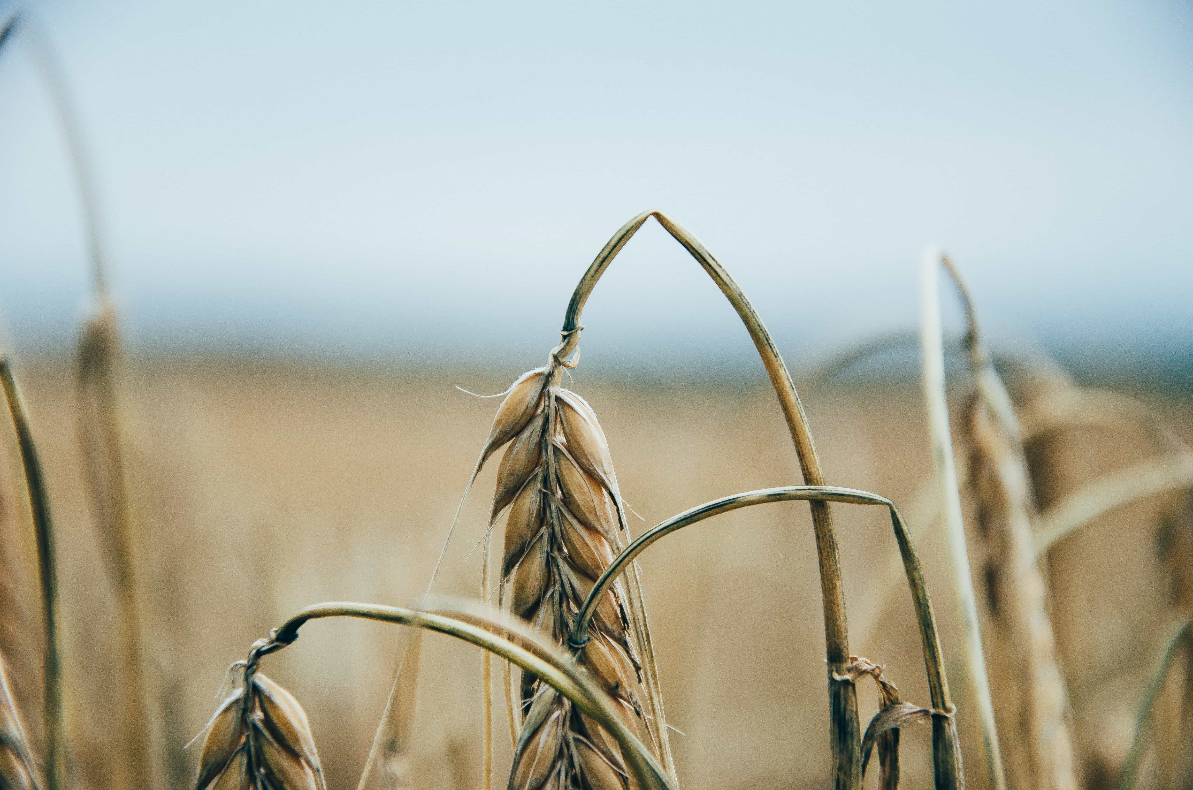 Agriculture, Horticulture and Hydroponics