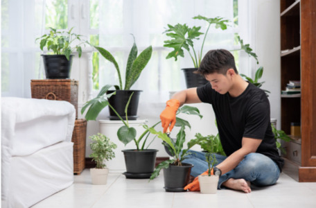 Best indoor plants for the time-poor gardener