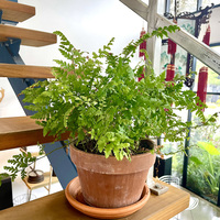 Healthy Indoor Office Plants