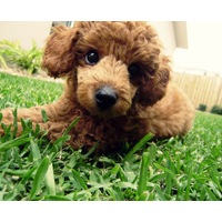 Lawn Shopping Tips From the Pros: What to Look For