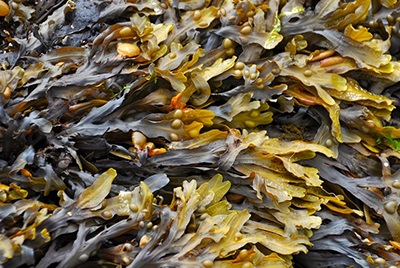 The secrets of seaweed
