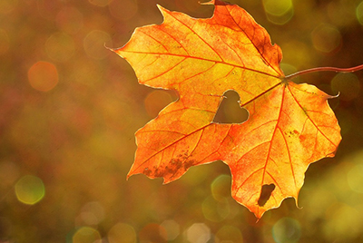 Autumn gardening 101