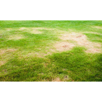 5 Most Common Symptoms of Vitamin Deficiency On Your Lawn