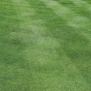 From dirt to green grass! 