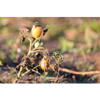 Top 5 Mistakes People Make When Using Fertiliser on their Garden