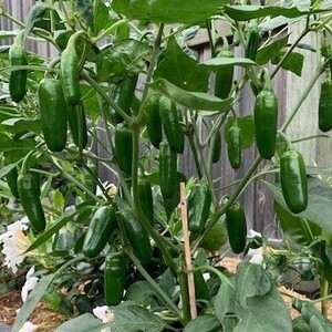 Before and after with a spicy surprise 