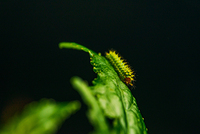 Most common garden pests in South East Queensland