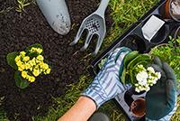Low maintenance plants for carefree gardening