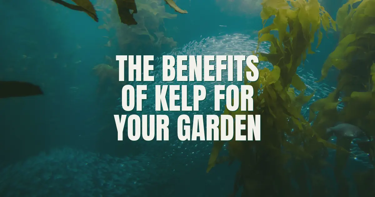 The Benefits of Kelp For Your Garden