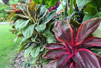 Winter Gardening 101