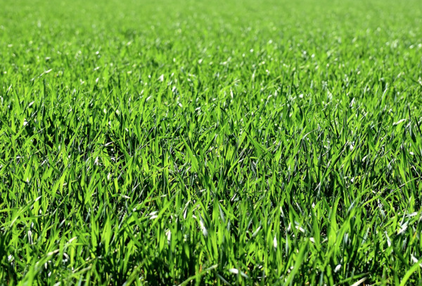 Joe’s grass is greener 