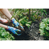 September. The Start of Spring? September gardening and lawn tips