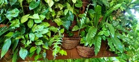 How to create a greenwall 