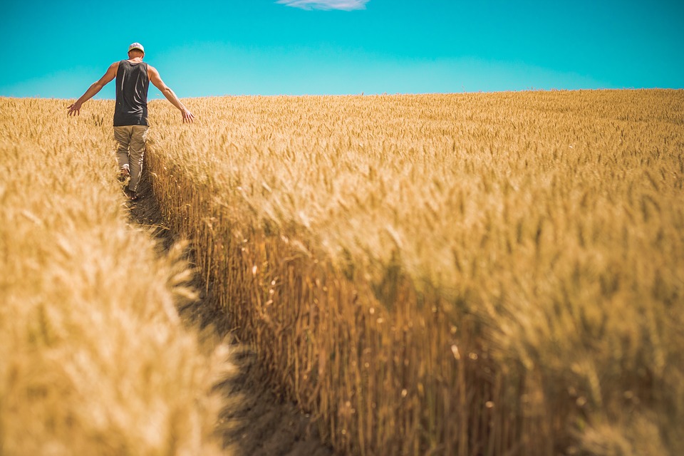 The depletion of nutrient dense soil and produce