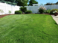 Get your lawn looking lush before Santa and the relos arrive