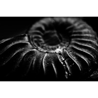 Back to the Jurassic - Introducing Jurassic Nutritional Therapy