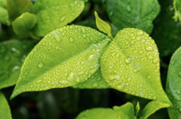 How to keep lawns and gardens thriving during rain and wet weather 